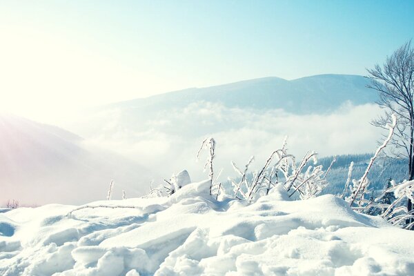 Seltene Vegetation in einer Wintergebirgslandschaft