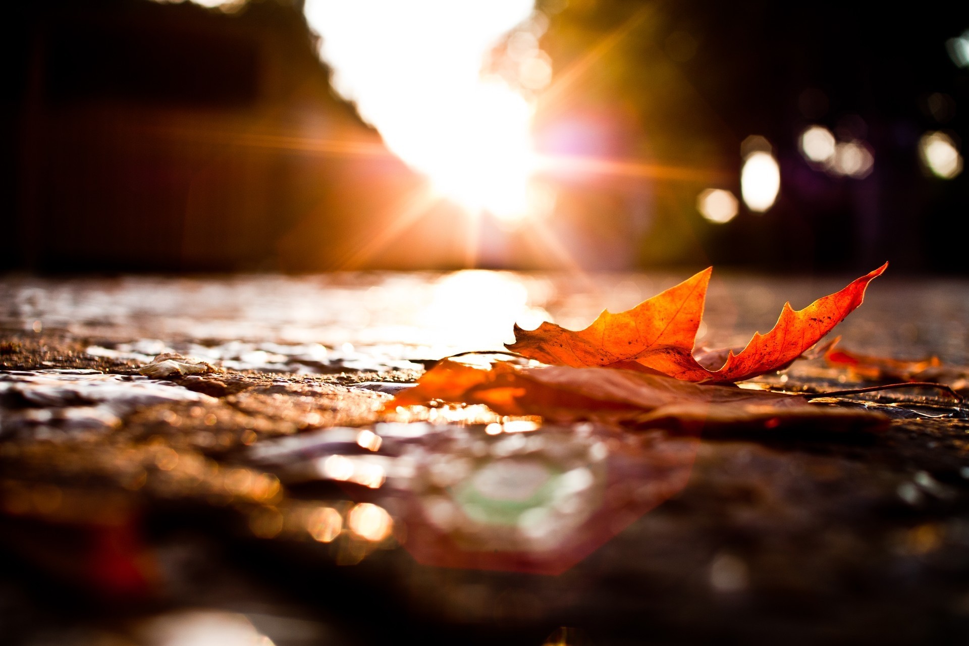 sonnenuntergang straße blatt herbst