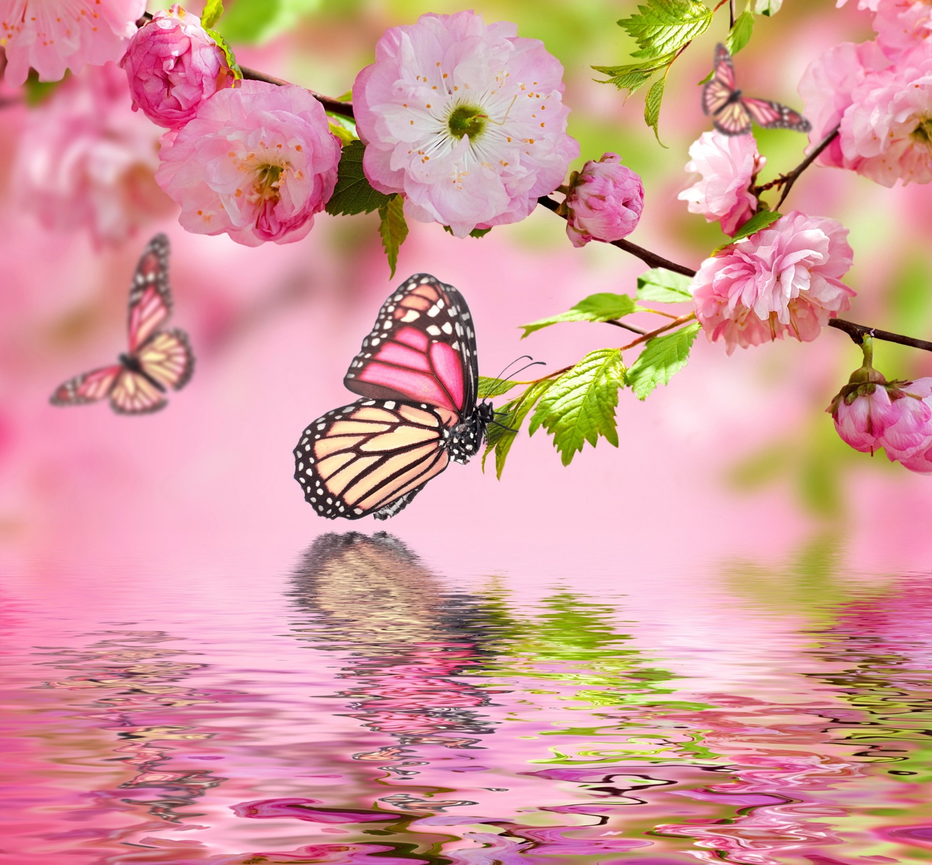 schmetterlinge blumen wasser zweige photoshop sakura rosa hintergrund frühling