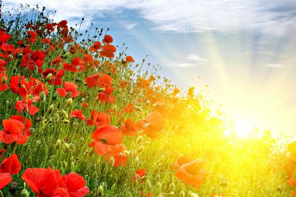 Sommersonnenstrahlen, die Mohnblumen beleuchten