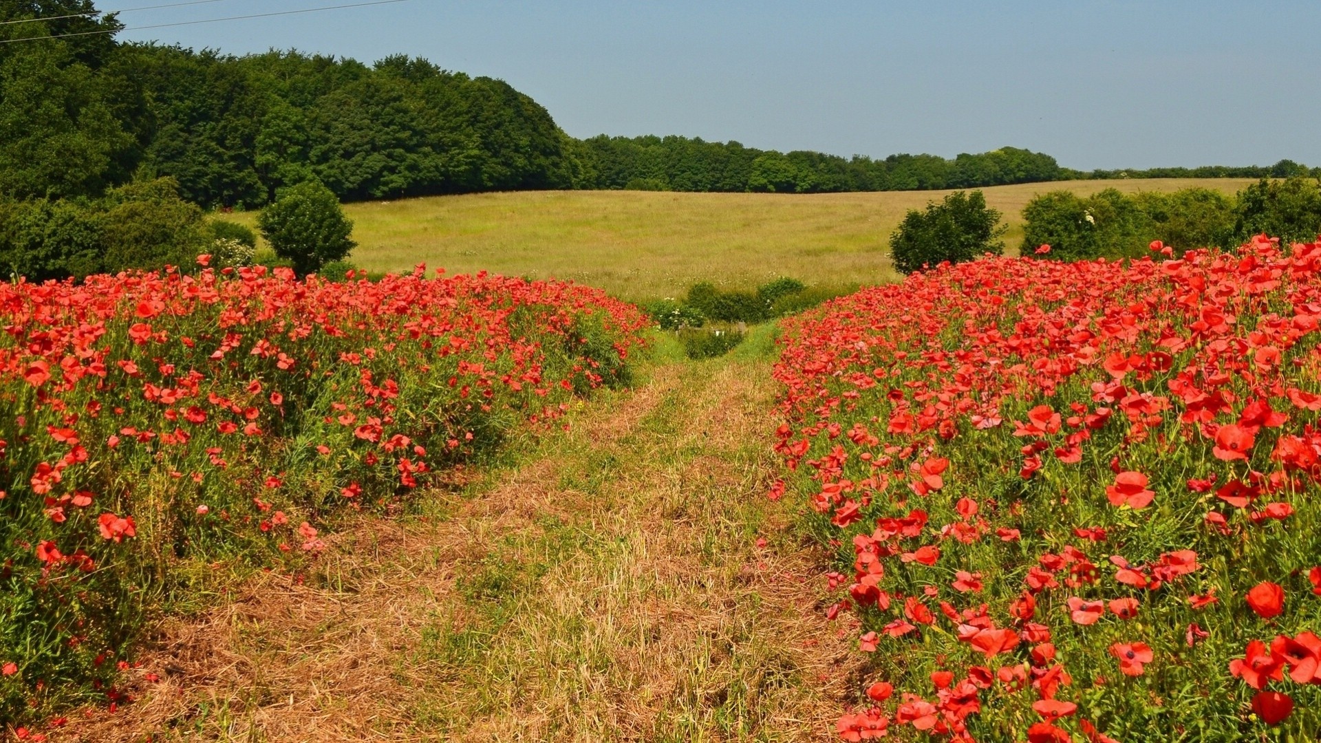verfolgen newton england bäume blumen mohnblumen feld wiese