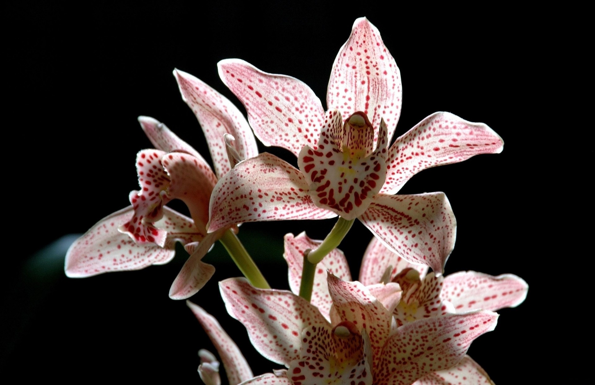fleckig blume schwarzer hintergrund orchidee zweig
