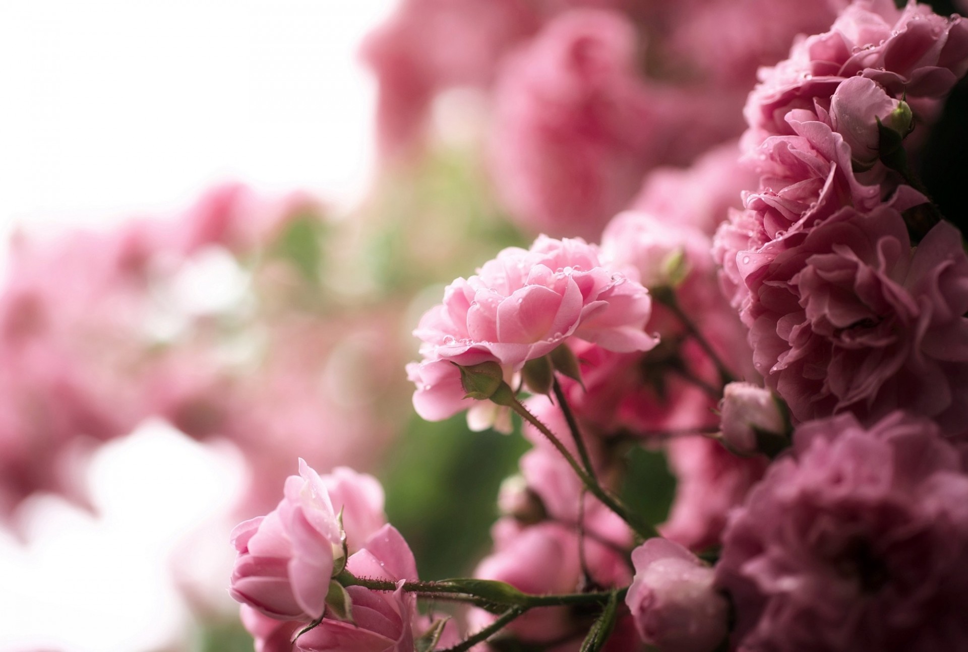 busch rose fällt natur blumen rosa tee