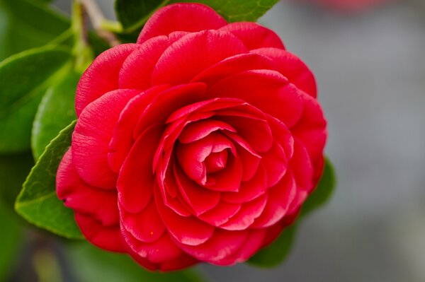 Schönes Makrofoto der roten Blume