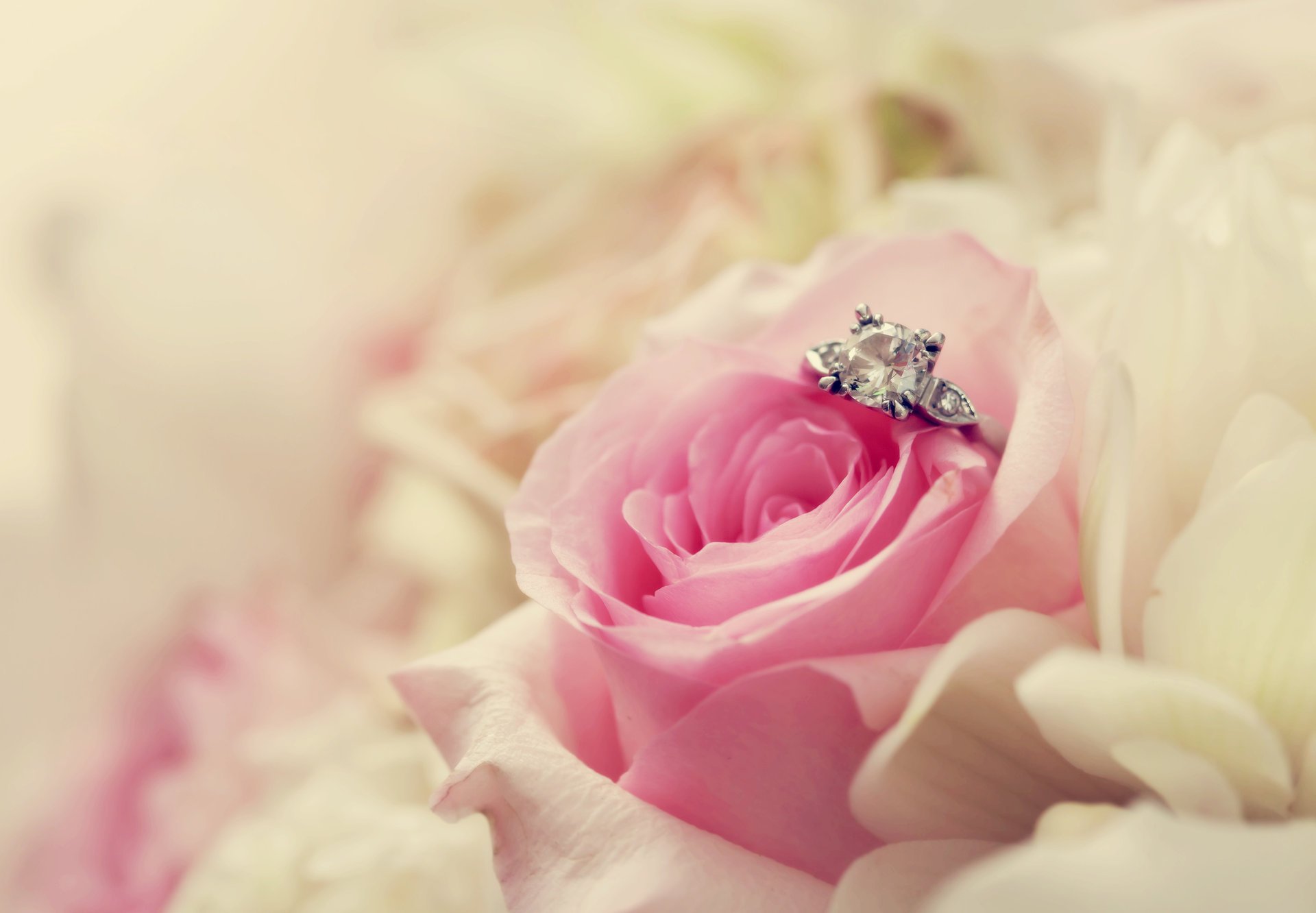 blume makro rosa ring rose