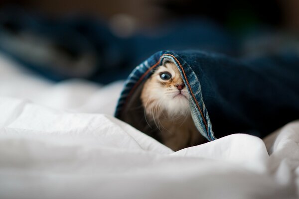 Die Katze beobachtet unter einer blauen Decke