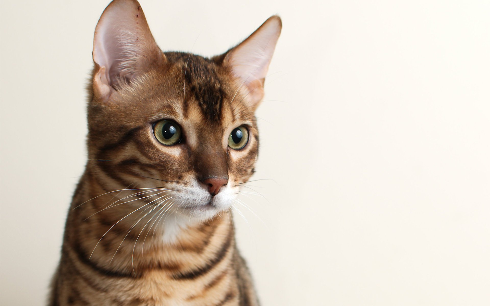 katze hintergrund katze schnauze bengal bengali
