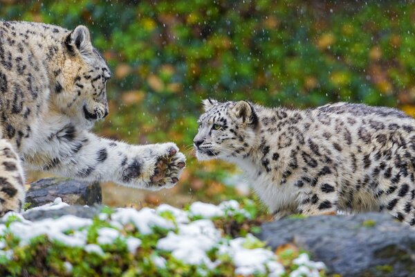 Mutter und Baby eines Schneeleoparden