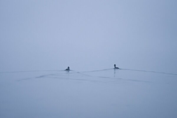 Zwei Enten schwimmen im Nebel über den See