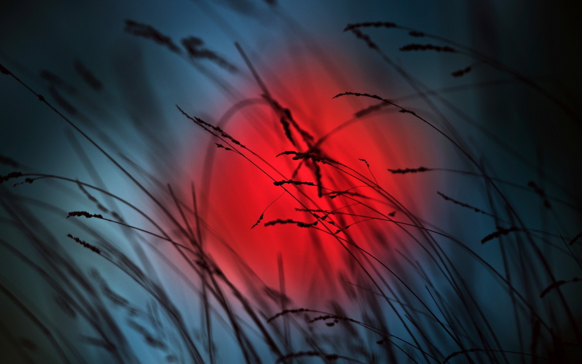 gras nacht natur