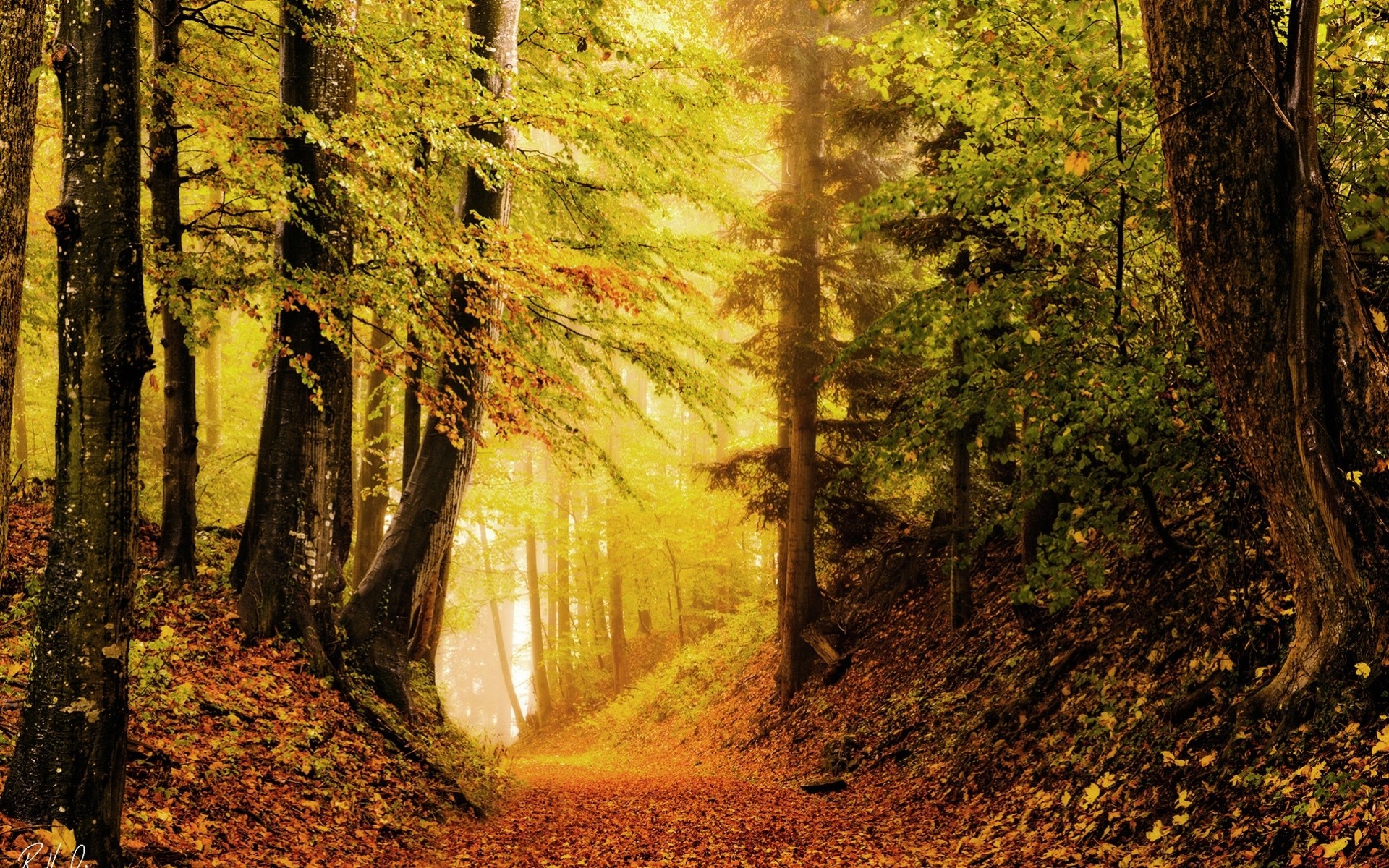 herbst laub wald helligkeit natur