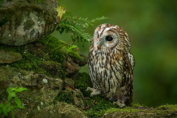 Schönheit im Wald. Eule in der Natur