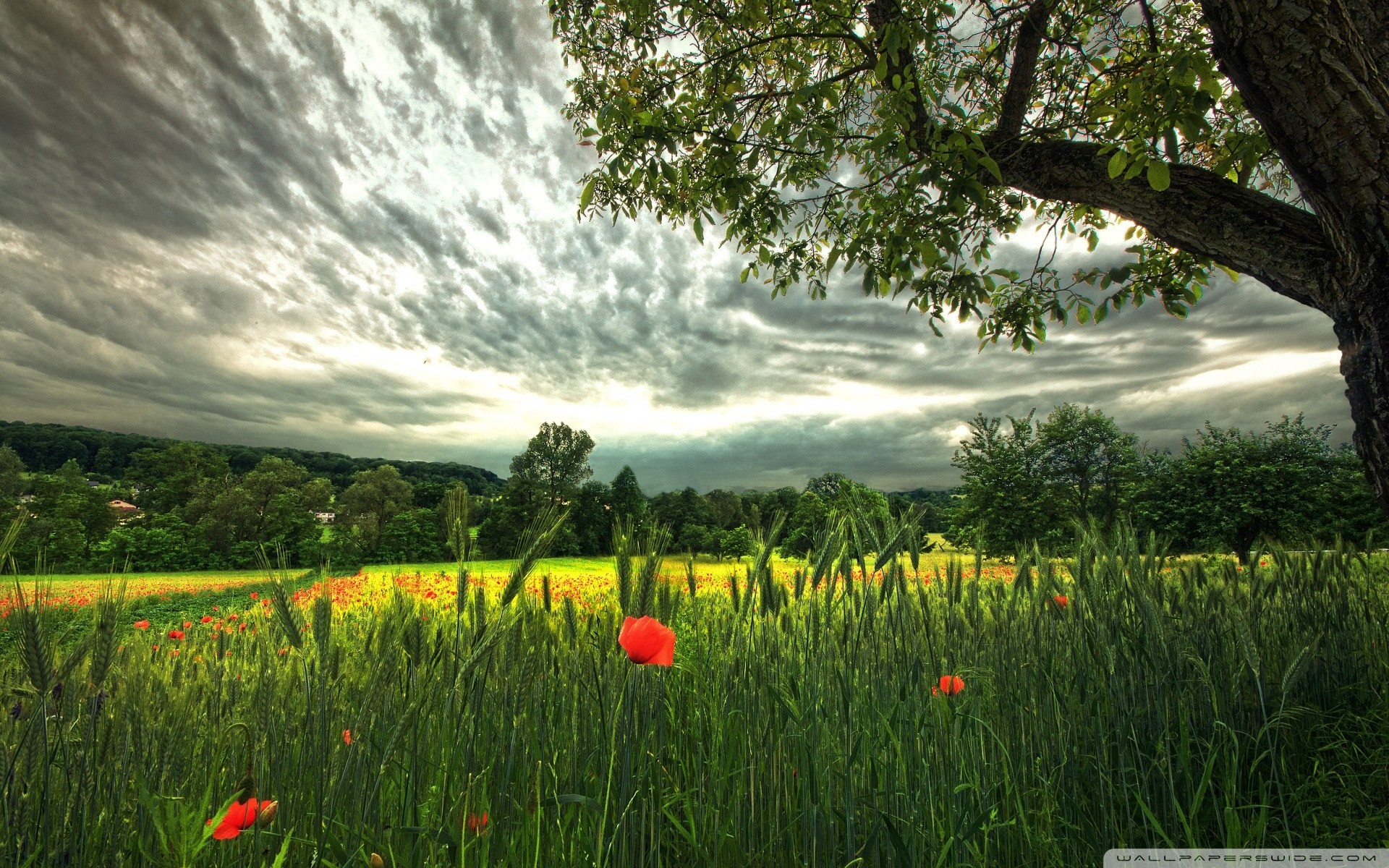 feld landschaften sommer blumen