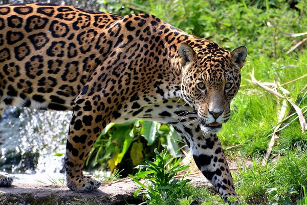 Ein Jaguar geht durch den Wald und schaut zu