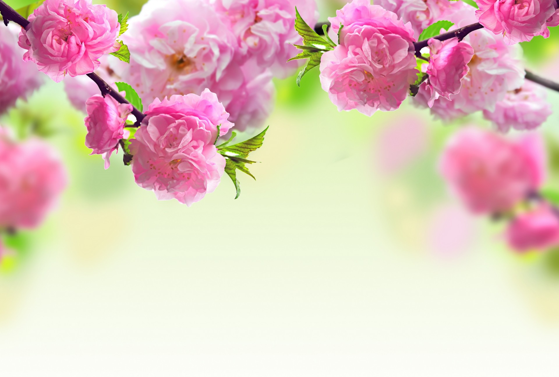 blumen im frühling