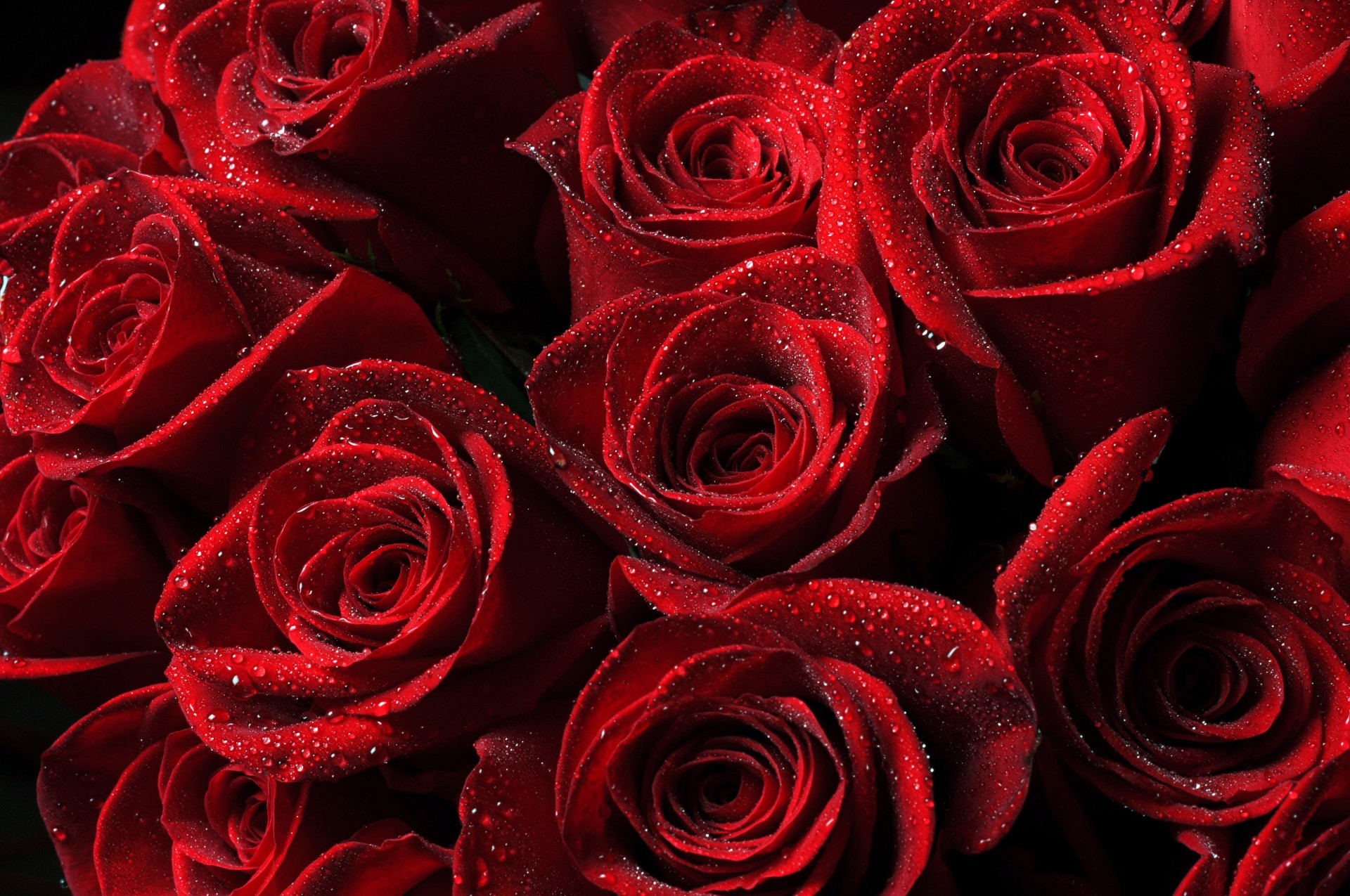 tropfen rosen blumen rot perlen knospen blütenblätter