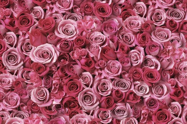Sehr viele rosa Rosen