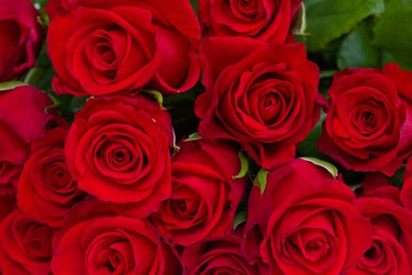 Saftiger Strauß roter Rosen