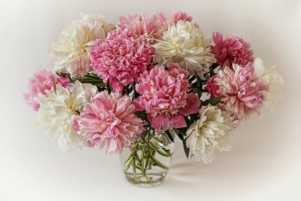 Strauß rosa und weiße Pfingstrosen in einer Vase