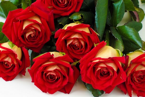 Ein schöner Blumenstrauß aus Rot 