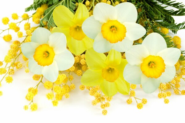 Narzisenstrauß mit Mimose auf weißem Hintergrund
