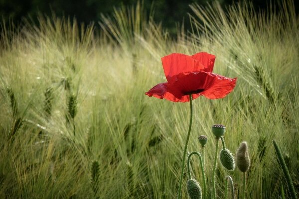 Die Ähren des Mohnweizens blühen