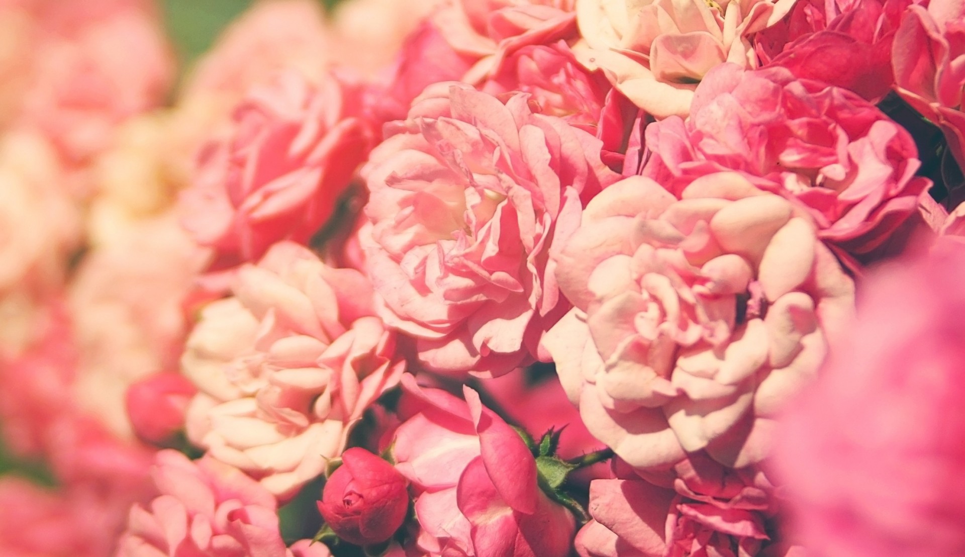 rosa rose blume