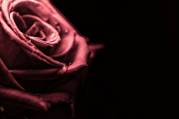Auf dem choralen Hintergrund der Rose Blume der Königinnen