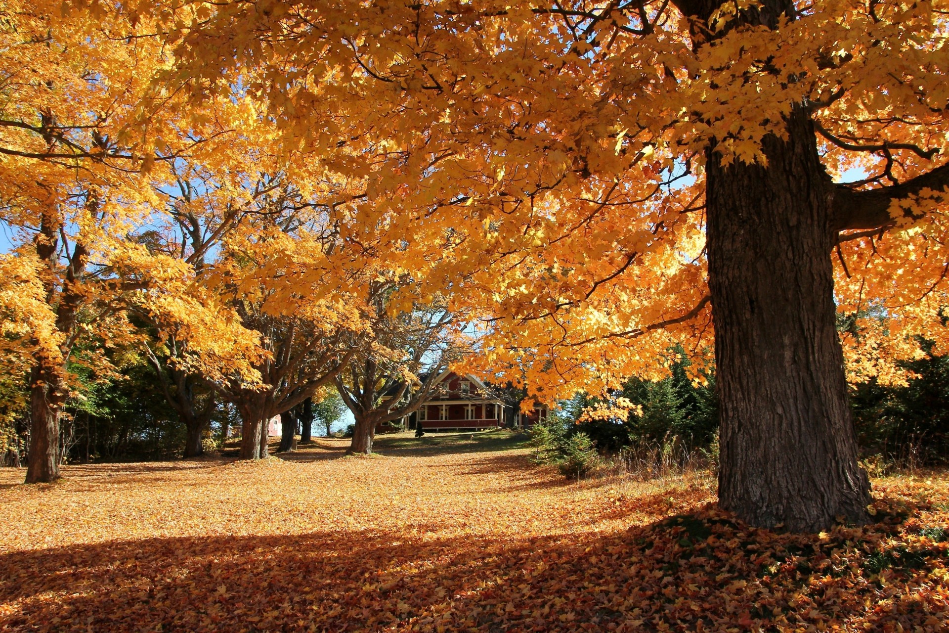 herbst bäume landschaft haus park