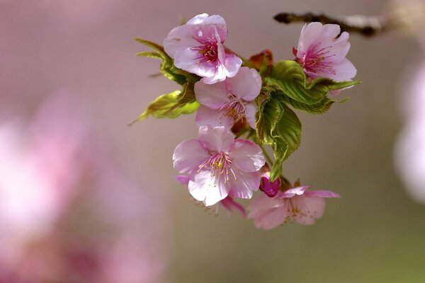 Blumen blühen auf einem Zweig Nahaufnahmen