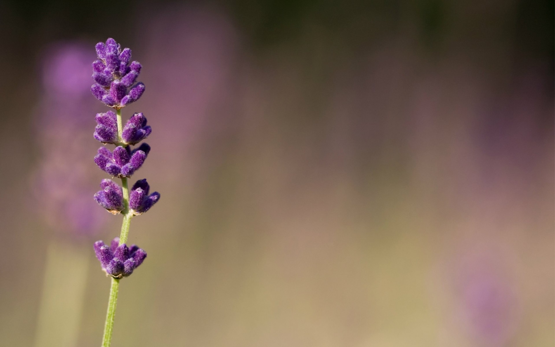 flieder unschärfe lila makro blumen unschärfe flieder lila