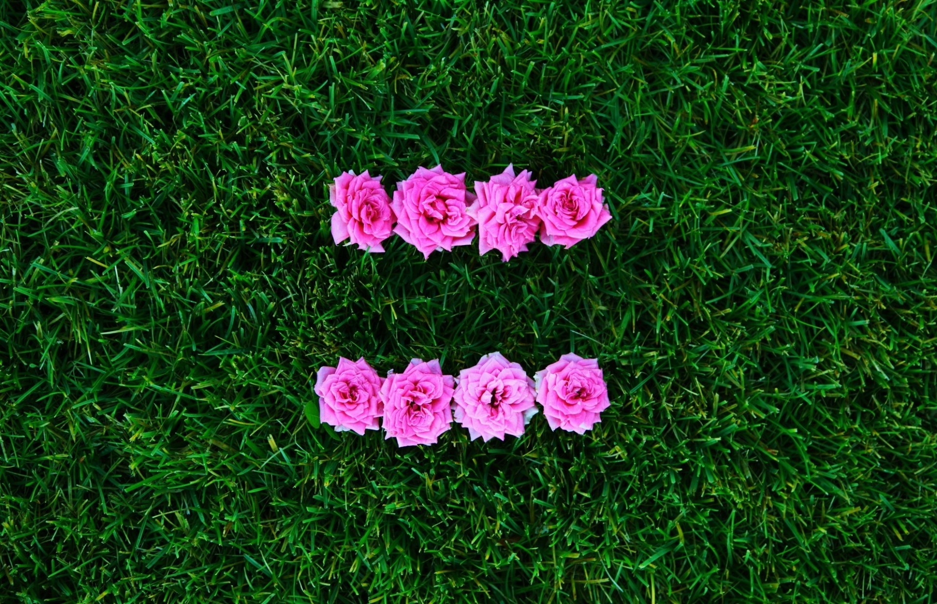 rosa blume
