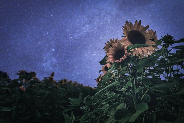 Nachthimmel und Sonnenblume
