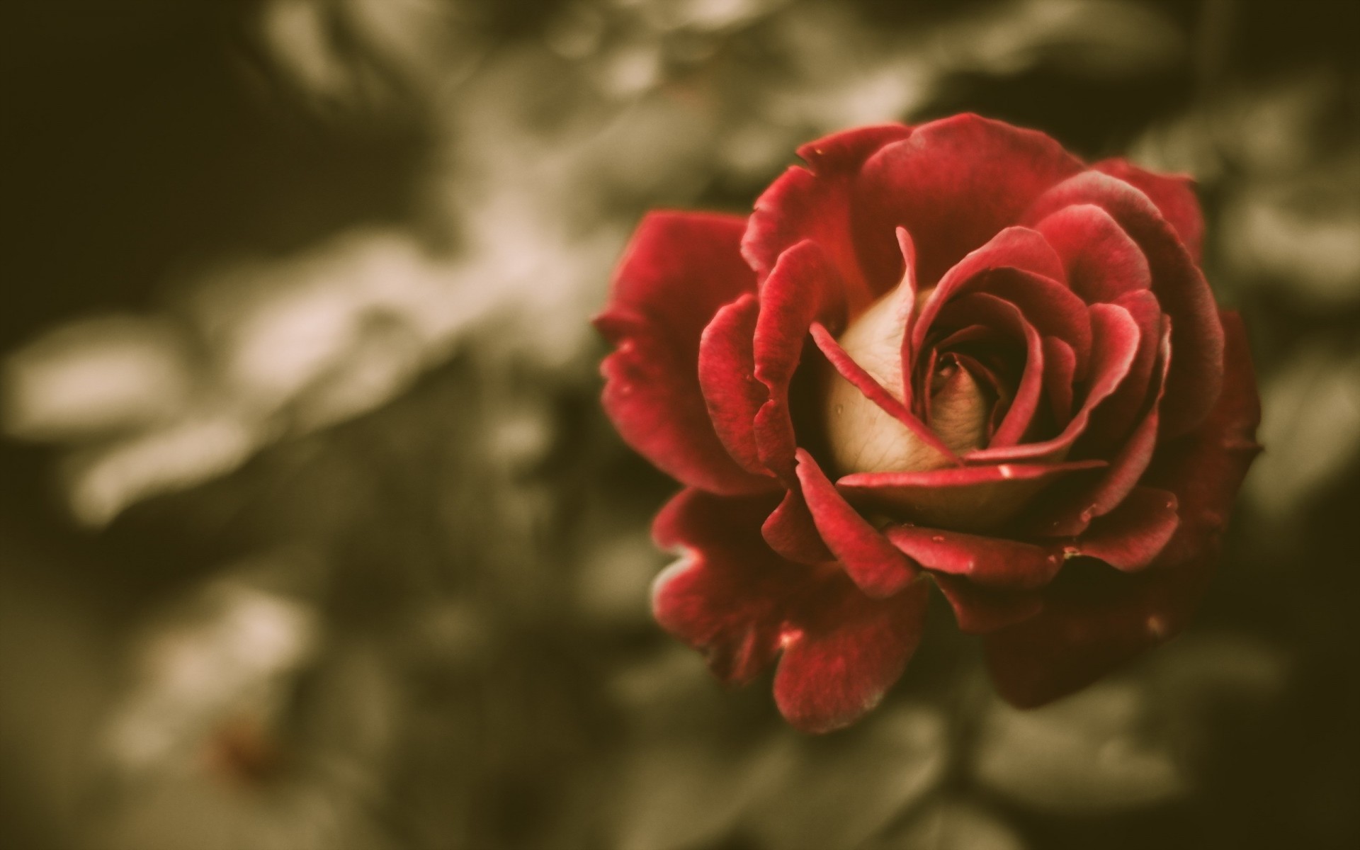 jahrgang blume rose