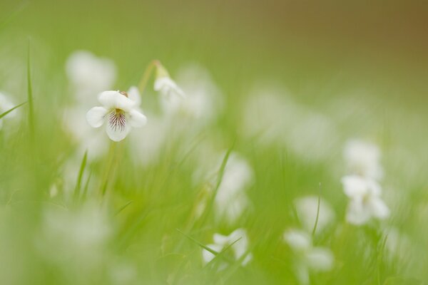Verschwommene weiße Blüten unter grünem Gras