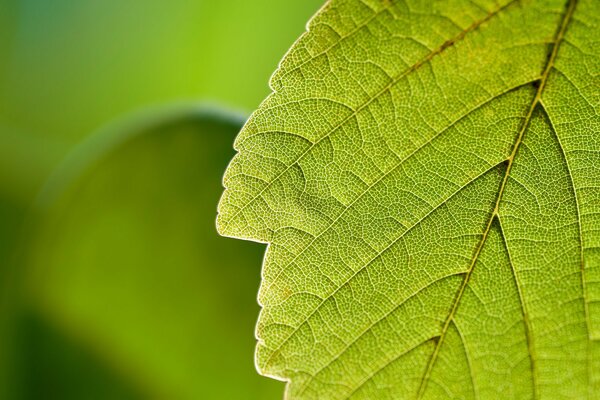 Grünes Blatt Hintergrund in der Natur