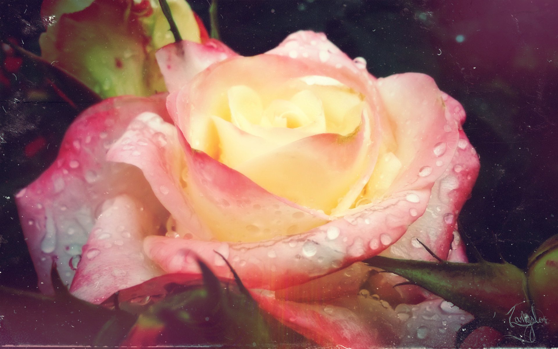 blumen rose natur jahrgang