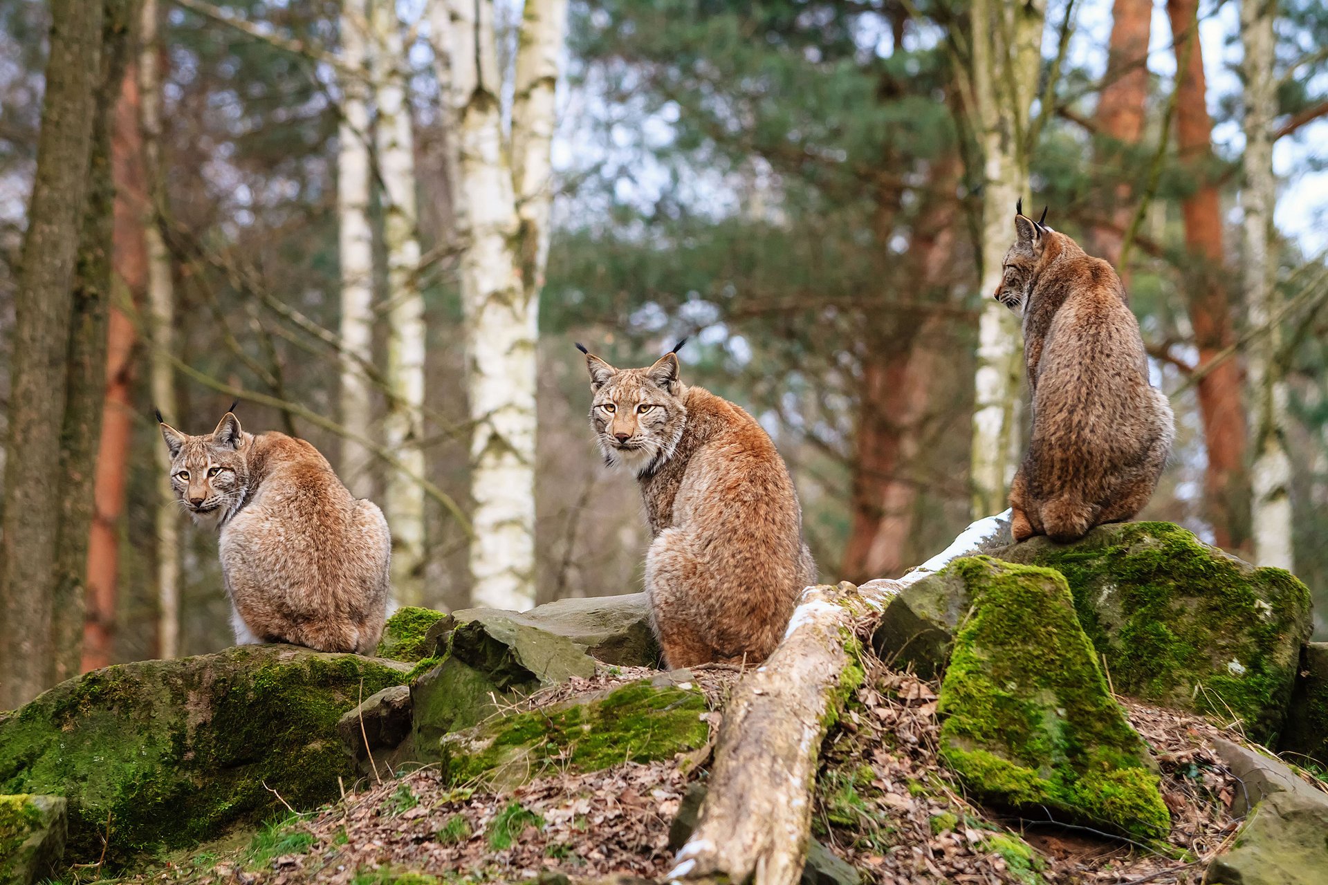 luchs steine wald trinity