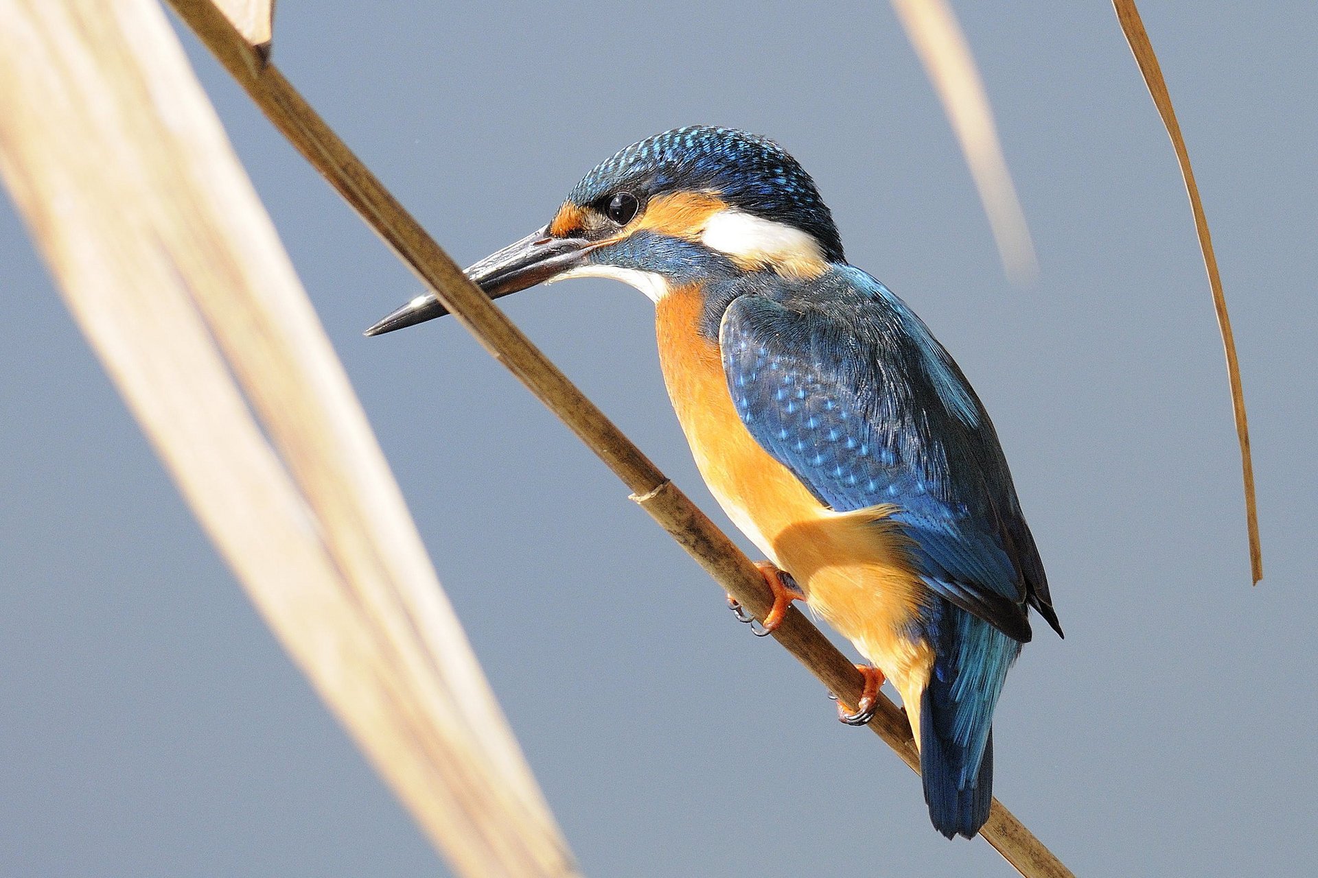 zweig blätter vogel eisvogel hintergrund