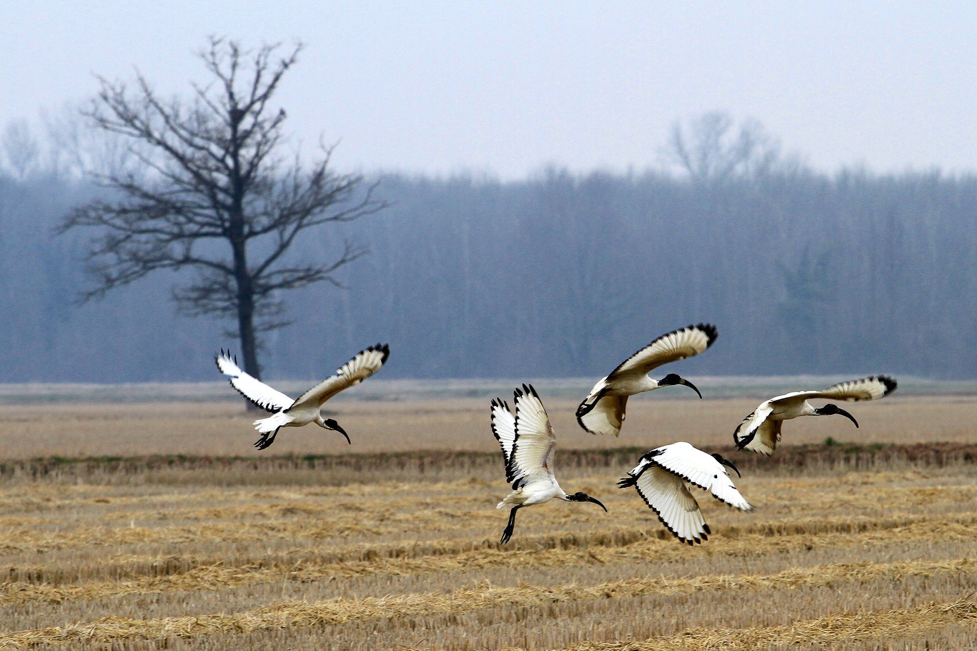 wald heiliger ibis feld vögel baum