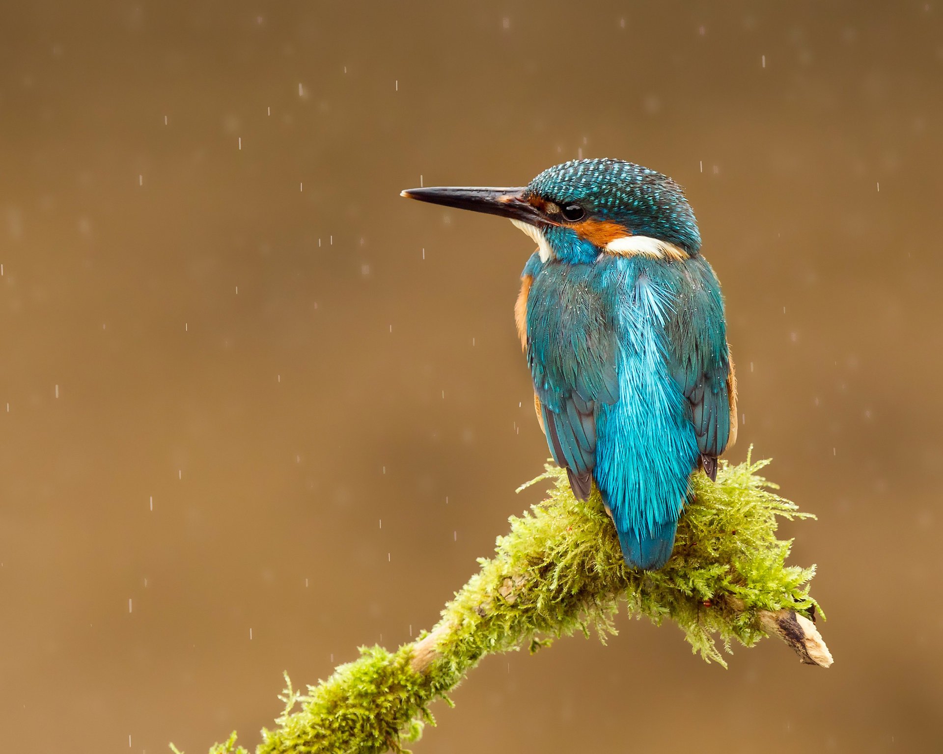 vogel alcedo atthis kingfisher tropfen gewöhnlicher eisvogel