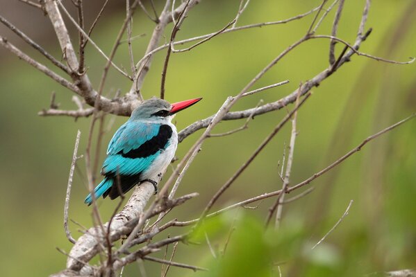 Eisvogel sitzt auf einem Ast eines trockenen Baumes auf einem verschwommenen grünen Hintergrund