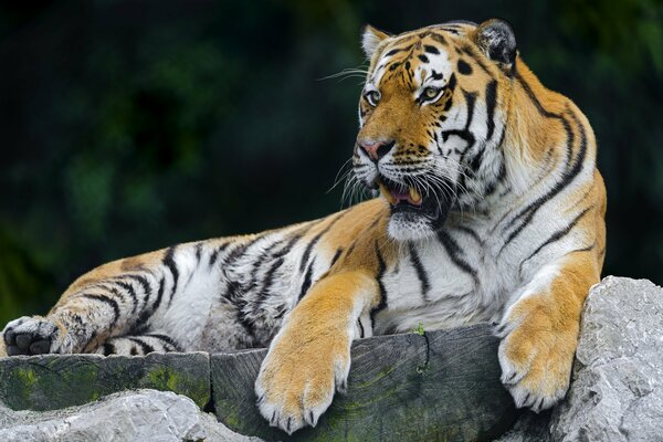 Schöner Tiger zeigt Grinsen