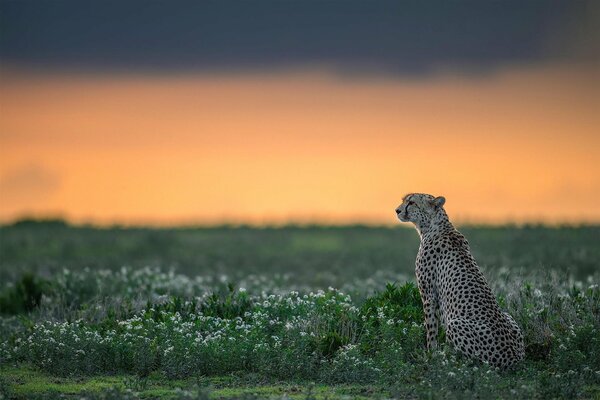 Der Gepard sitzt und schaut in die Ferne