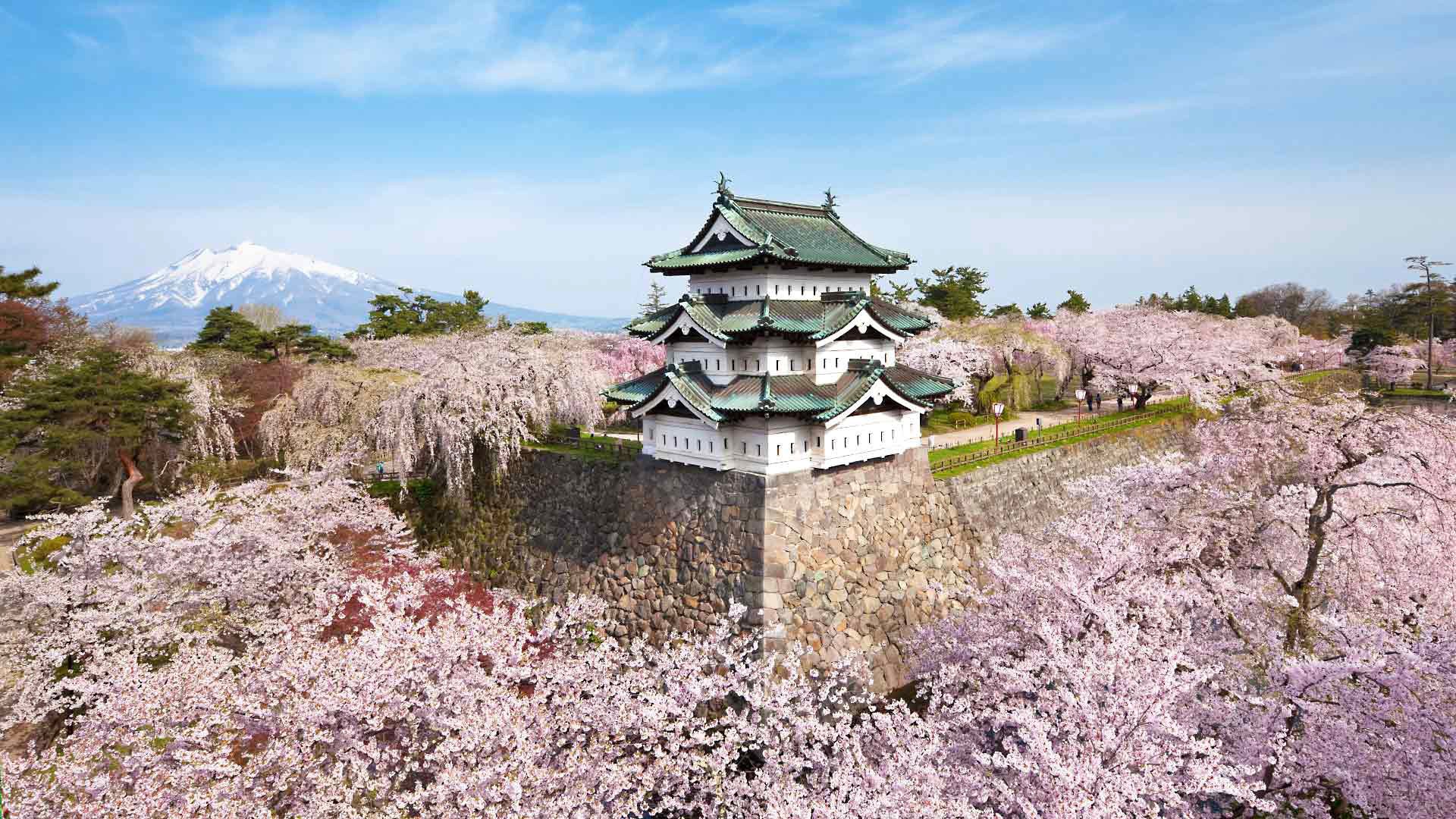 frühling japan blüte