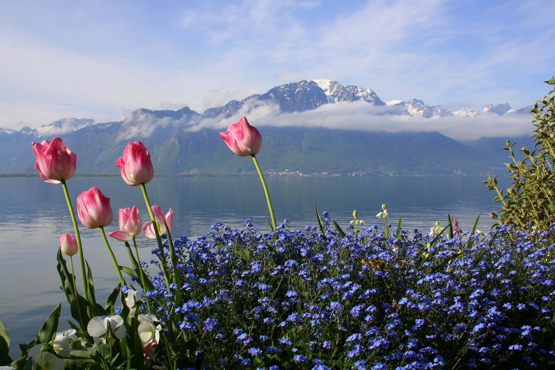 blumen photographer tulpen berge meer frühling