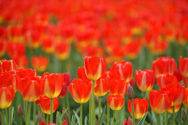 Feld aus Krantulpen im Frühling