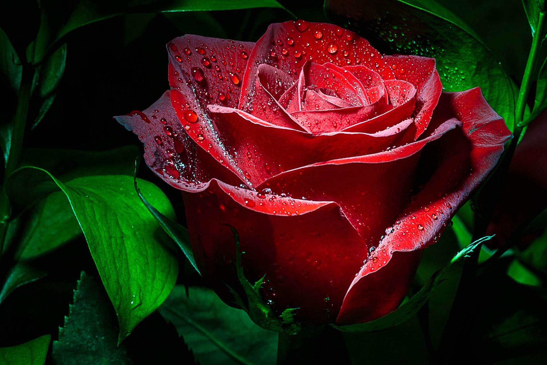 rose makro tropfen dunkler hintergrund
