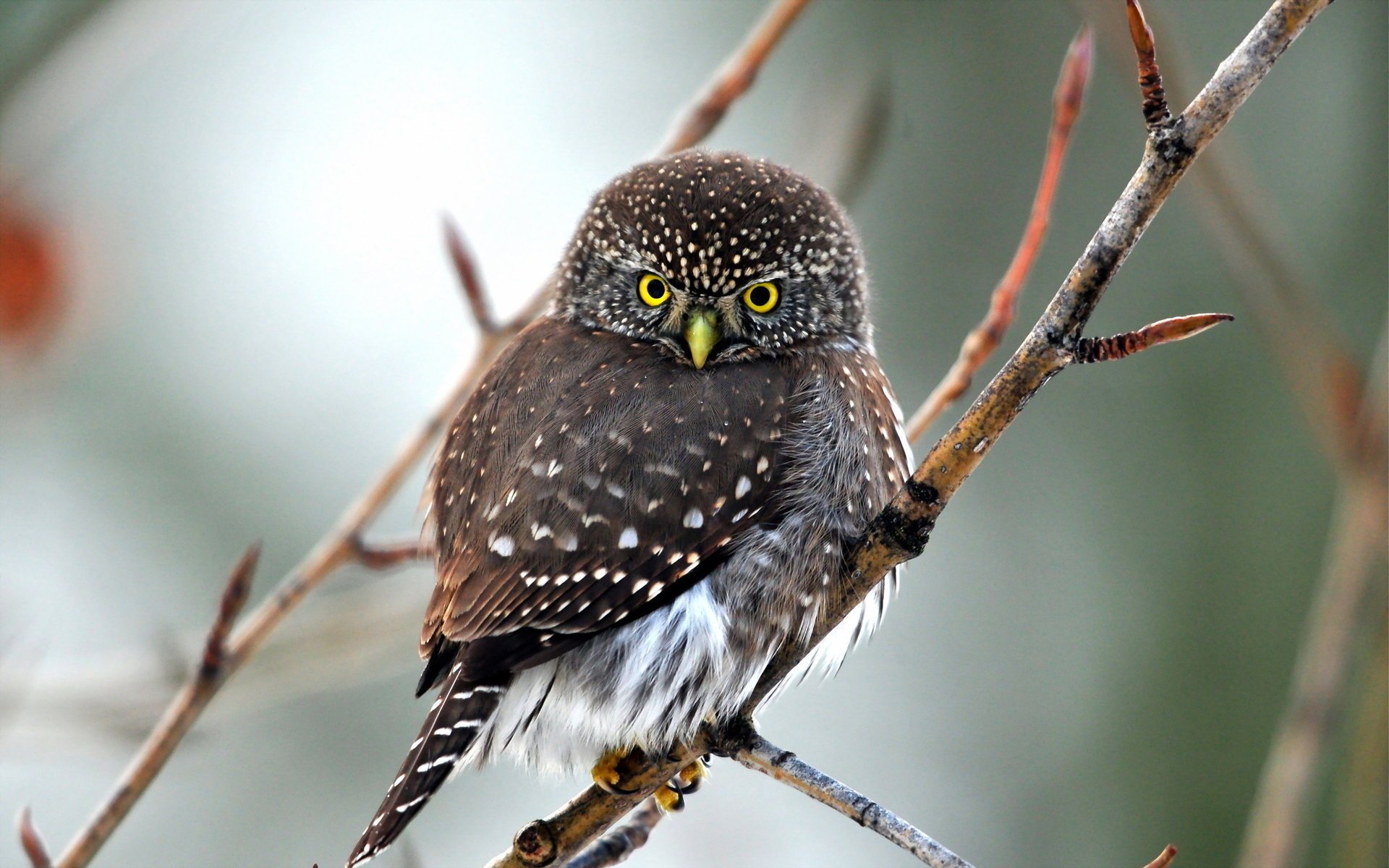 natur vogel