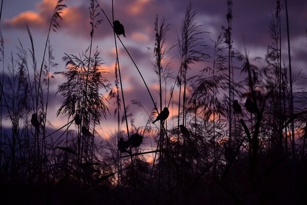 Silhouette eines Vogels im trockenen Gras bei Sonnenuntergang